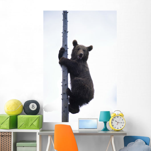 BraunbÃ¤r Wall Mural