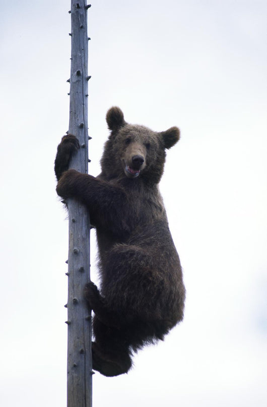 BraunbÃ¤r Wall Mural