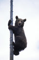 BraunbÃ¤r Wall Mural
