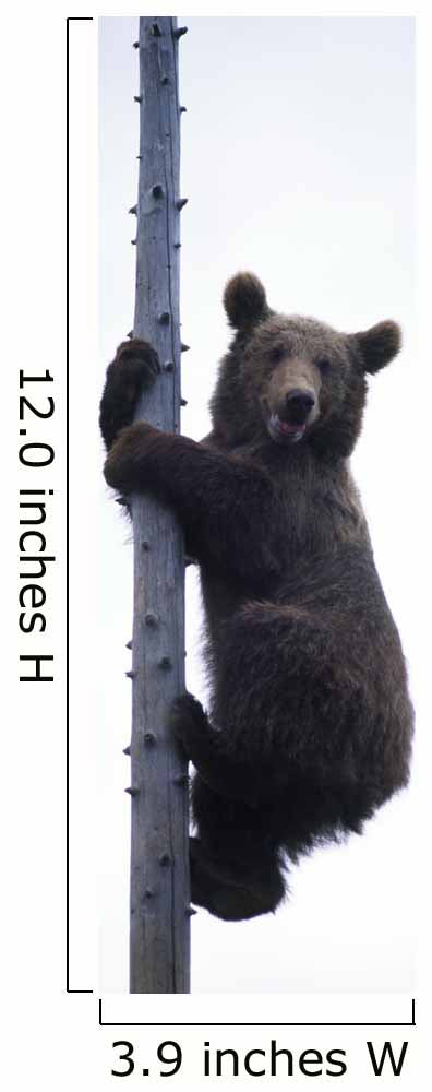 BraunbÃ¤r Wall Mural
