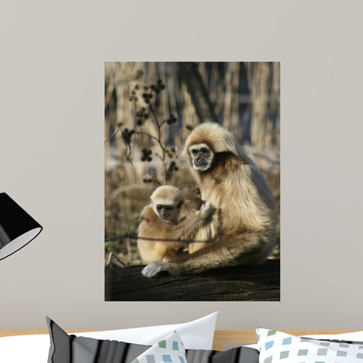 Tamarin Affen 