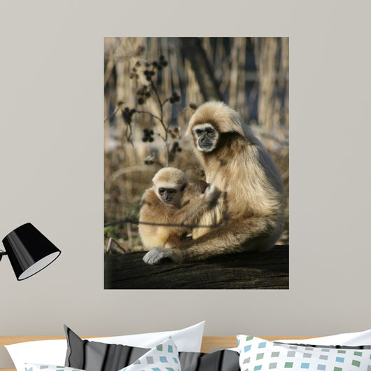 Tamarin Affen 