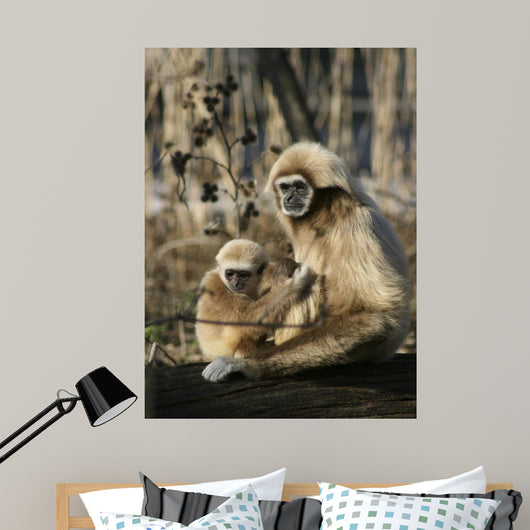 Tamarin Affen 