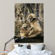 Tamarin Affen 