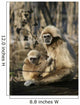Tamarin Affen 