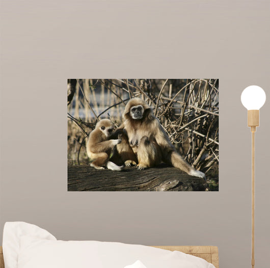 Tamarin Affen 