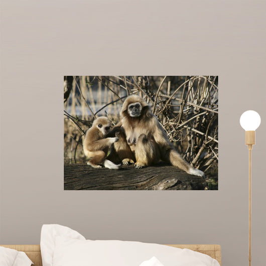 Tamarin Affen 