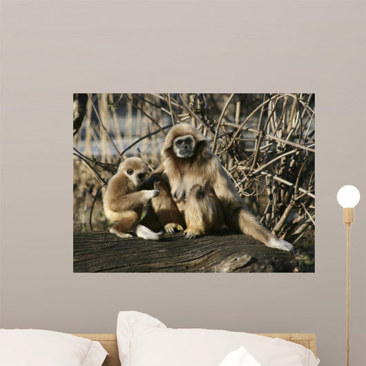 Tamarin Affen 