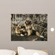 Tamarin Affen 