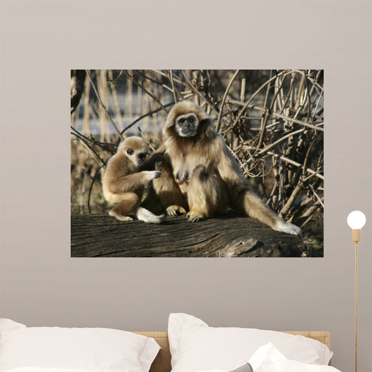 Tamarin Affen 