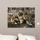 Tamarin Affen 