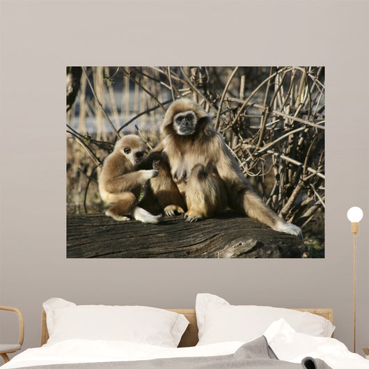 Tamarin Affen 