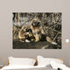 Tamarin Affen 