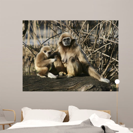 Tamarin Affen 