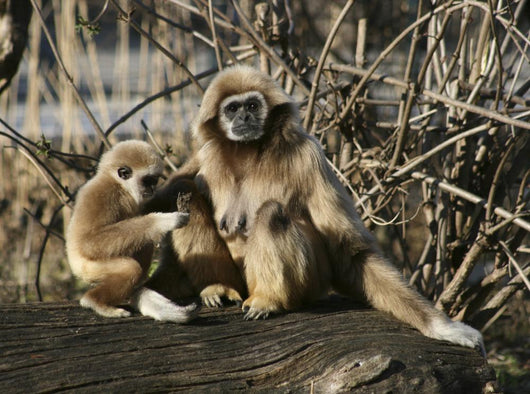Tamarin Affen 