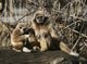 Tamarin Affen 