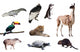Fauna of South America Wall Decal