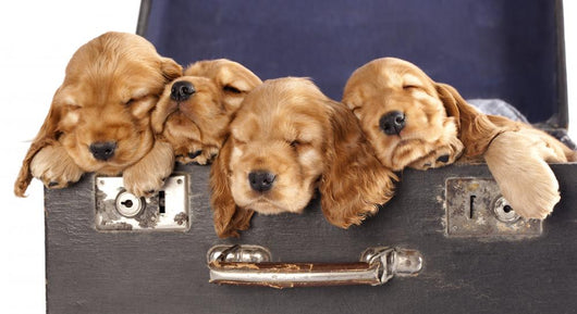 English Cocker Spaniel in Retro Suitcase 