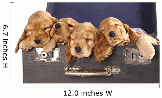 English Cocker Spaniel in Retro Suitcase 