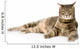 Gray Cat Lying and Looking at Camera. Isolated on White 