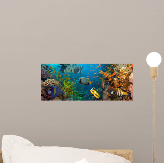Coral and fish 