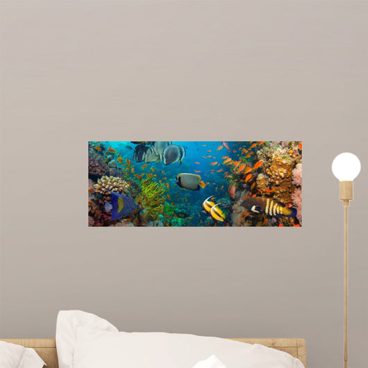 Coral and fish 