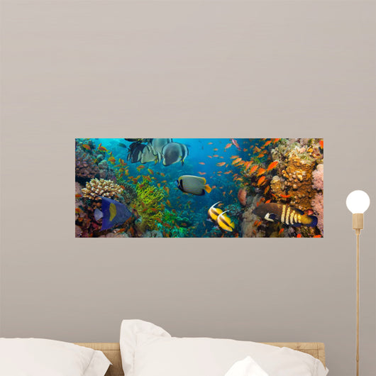 Coral and fish 