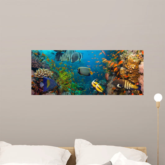 Coral and fish 