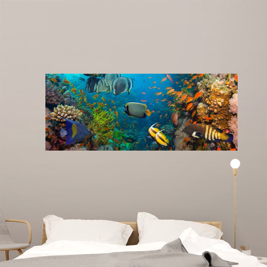 Coral and fish 