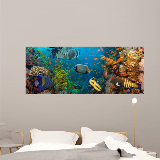 Coral and fish 