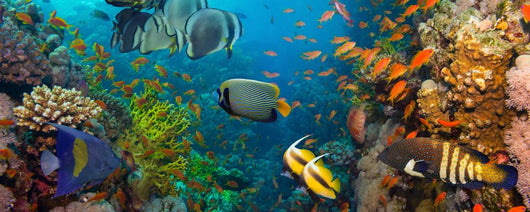 Coral and fish 