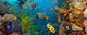 Coral and fish 