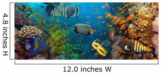 Coral and fish 
