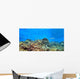 Coral Reef Panoramic Wall Decal