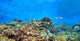 Coral Reef Panoramic Wall Decal