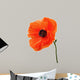 Single poppy isolated on white background. Wall Decal