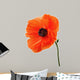 Single poppy isolated on white background. Wall Decal