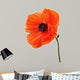 Single poppy isolated on white background. Wall Decal