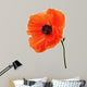 Single poppy isolated on white background. Wall Decal