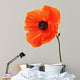 Single poppy isolated on white background. Wall Decal