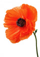 Single poppy isolated on white background. Wall Decal