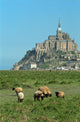 Mont Saint-Michel and lambs - France - Europa Wall Mural