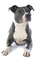 American Staffordshire Terrier 