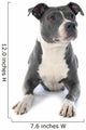 American Staffordshire Terrier 