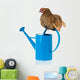 Bantam Chicken on Blue Watering Can Wall Decal