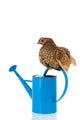 Bantam Chicken on Blue Watering Can Wall Decal
