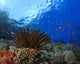 Coral and Fish underwater Wall Mural