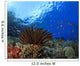 Coral and Fish underwater Wall Mural