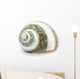 Sea Shell Wall Decal