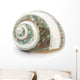 Sea Shell Wall Decal